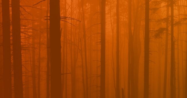 scary forrest