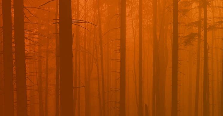 scary forrest
