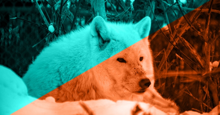 Threat Hunting and Detection: Lessons Learned from Recent High-Profile Compromises